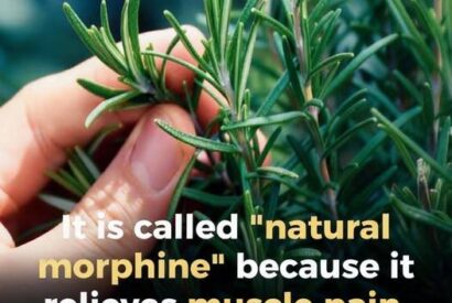 Thumbnail for Rosemary: A Natural Ally for Seniors and a Powerful Herb for Everyday Wellness